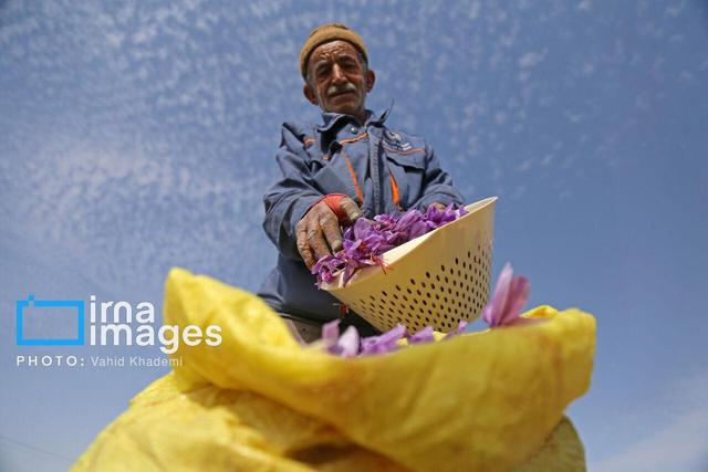 ۴۹ کیلوگرم زعفران از مزارع شهرستان زاهدان برداشت شد