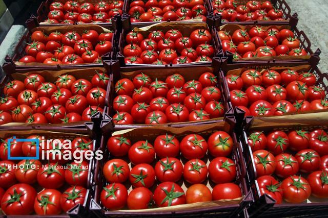 گوجه فرنگی خارج فصل بوشهر به بازار آمد/ انتظار کاهشی شدن قیمت