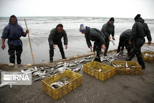 صید ماهیان استخوانی با رشد ۲۰ درصدی به ۸۵۵ تن رسید