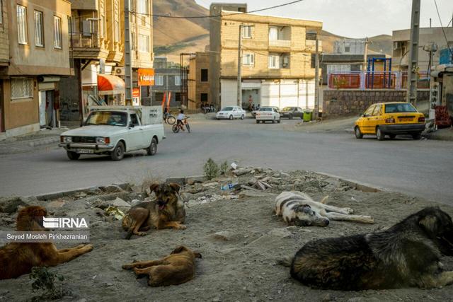 ورود دستگاه قضایی برای ساماندهی سگ‌های ولگرد در یاسوج