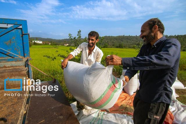 ۹۰۰ هزار تن برنج سفید در مازندران تولید شد