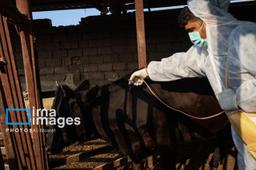 کنترل کامل سویه جدید تب برفکی در دامداری‌های صنعتی