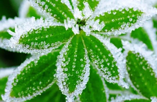 هشدار زرد کاهش دما در هرمزگان؛ کشاورزان تدابیر حفاظتی را جدی بگیرند