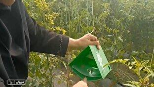 تله‌های فرمونی روش موثر در کنترل آفات + فیلم