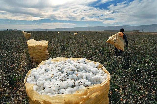 کشاورزی ایران به دلیل شرایط اقلیمی با ریسک مواجه شده است