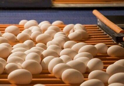 دوستخواه:خطر قطع گاز تولید ۸۱۰ تن تخم مرغ تربت جام را تهدید می‌ کند