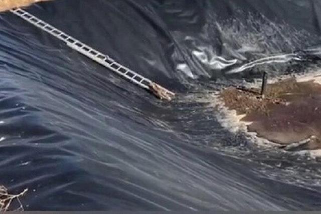 رهایی دو روباه گرفتار در استخر روستای قلعه اصلانیان میانه