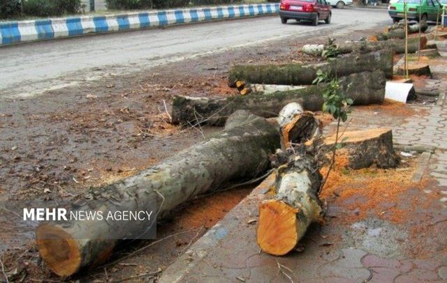 ماجرای کلیپ پخش شده درباره درختان باغ فردوس چه بود؟