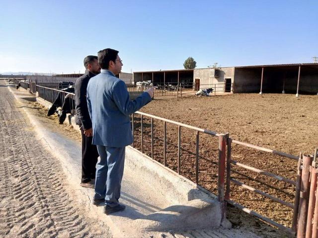 ۱۵۰ هزار رأس دام سنگین و سبک میامی در سامانه ثبت شد