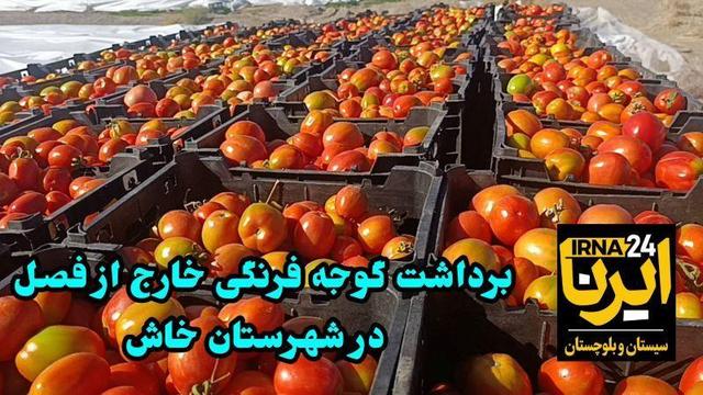 فیلم| آغاز برداشت گوجه‌فرنگی خارج از فصل در شهرستان خاش
