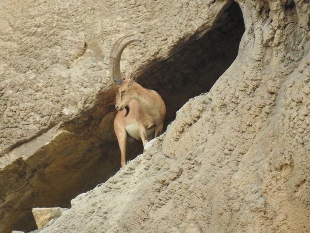 اوج خشکسالی و افزایش ۱۰ درصدی جمعیت حیات وحش منطقه حفاظت‌شده خائیز