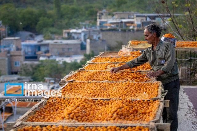 نبود صنایع تبدیلی موجب ازدست رفتن ارزش افزوده و صادراتی آلو شده است