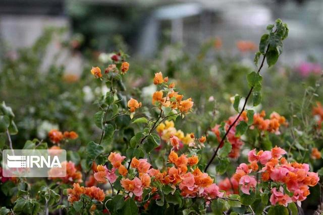 سالانه ۲۰۰ تا ۳۰۰ گونه جدید به باغ گیاه شناسی افزوده می شود