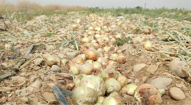 برداشت پیاز در رشتخوار خراسان رضوی افزایش یافت