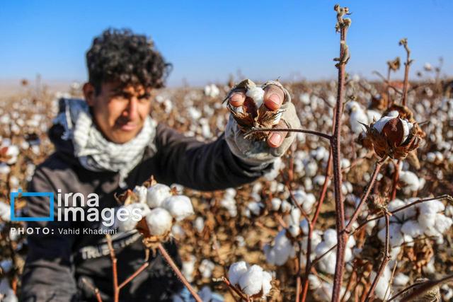 کاهش ۱۶ درصدی تولید پنبه در خراسان جنوبی / پیش‌بینی برداشت ۱۳ هزار و ۴۴۰ تن
