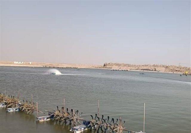 تولید ۲۵ تا ۲۸ هزار تن میگوی پرورشی دربوشهر/ افزایش تولید درهکتار به ۵۰ تا ۶۰ تن