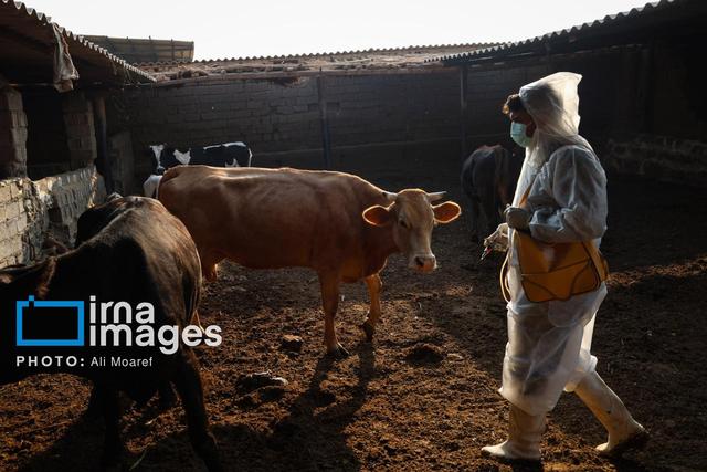 سویه جدید تب برفکی در خراسان رضوی، بازار دام مشهد ۲۸ روز تعطیل شد