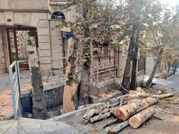 ماجرای کلیپ پخش شده درباره درختان باغ فردوس چه بود؟! / شهرداری : اطلاع رسانی کرده بودیم