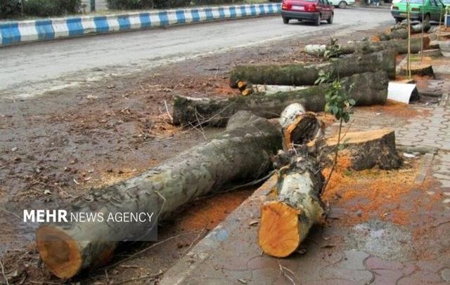 ماجرای کلیپ پخش شده درباره درختان باغ فردوس چه بود؟