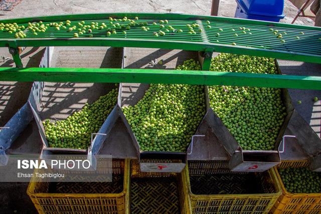 جشنواره زیتون، فرصتی برای معرفی طلای سبز طارم