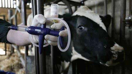 مدیرکل دامپزشکی خوزستان: ۱۰ شهر استان درگیر تب برفکی هستند