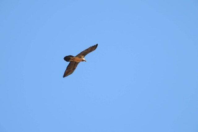 نمودی از زیرکی «هما» با شکستن استخوان با رهاکردن بر روی صخره + ویدئو