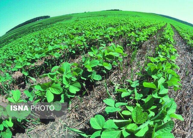 کمبود نزولات آسمانی، سطح سبز مزارع دیم قزوین را کاهش داده است