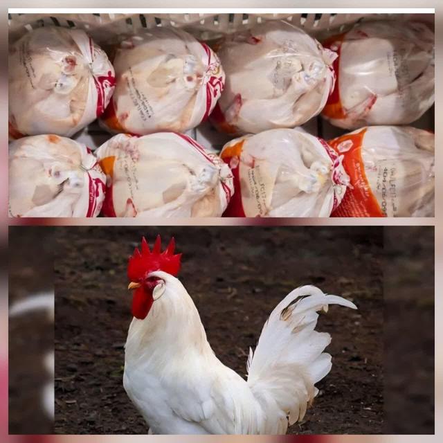 رئیس سازمان جهاد کشاورزی گیلان : هیچ مشکلی در تأمین مرغ گیلان نداریم