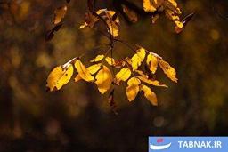 عکس: طبیعت پاییزی طارم در استان زنجان