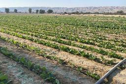 آغاز کشت تنباکو در ۱۵۰ هکتار از اراضی پارسیان