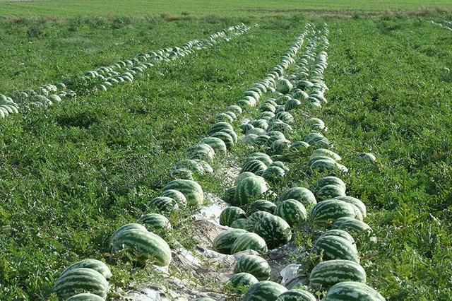 آغاز برداشت هندوانه شب یلدا از ۲ هزار هکتار اراضی جاسک