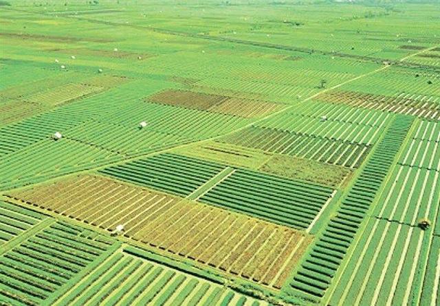 تحقق ۸۴ درصدی کشت زراعی در قزوین