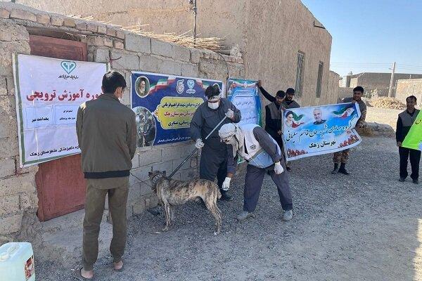 سرگزی: ۹۲۹۴ قلاده سگ صاحبدار علیه بیماری هاری واکسینه شده‌اند