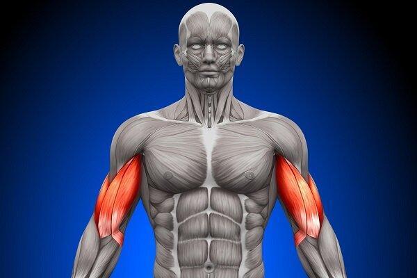 نامه مولکول‌های بدن به یکدیگر فاش شد