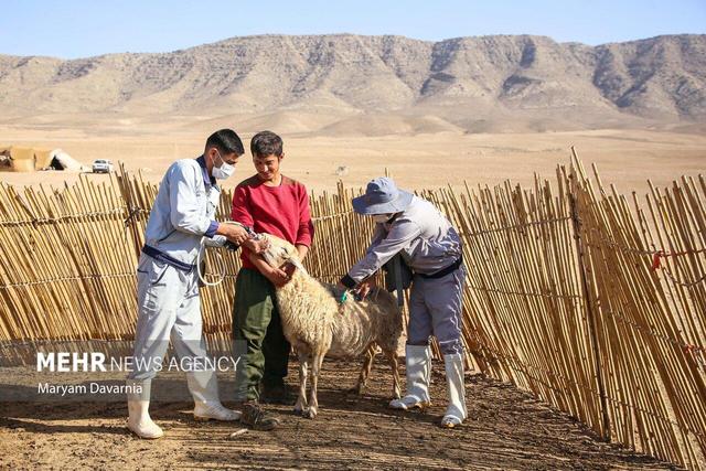 کنترل بیماری تب‌برفکی در استان سمنان؛ واکسیناسیون دام‌ها ادامه دارد