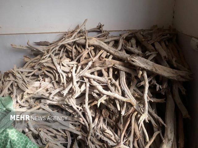 دادستان رودسر: قطع درختان جنگلی خط قرمز دستگاه قضایی است