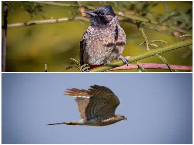 ثبت دو گونه پرنده جدید در سنندج؛ تنوع زیستی کردستان غنیتر شد