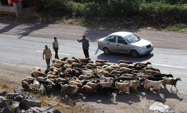 یاسمی: کوچ قشلاقی عشایر در استان ایلام تا پایان آذرماه ادامه دارد