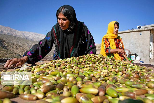پای بلوط به جشنواره غذایی چهارمحال و بختیاری باز شد