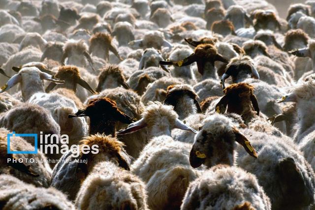 دهلران سوزان جایی که آفتاب دام می‌پرورد و باد شتر می‌رویاند