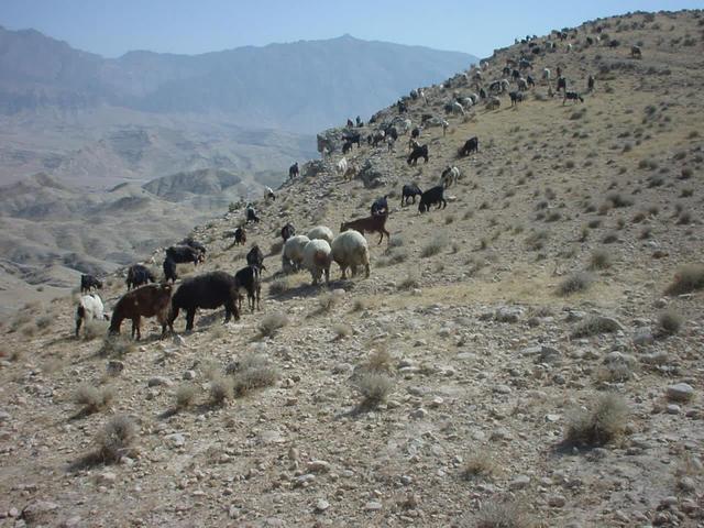 اخراج دام‌های غیرمجاز استان مرکزی، گام جدی برای حفظ مراتع