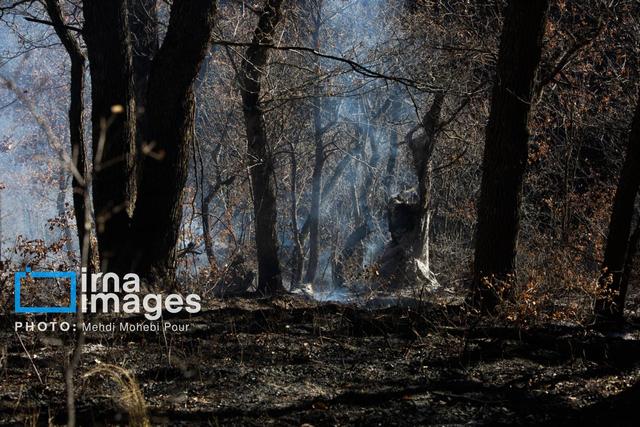 جنگل‌های هیرکانی گلستان از آتش جان سالم به در بردند