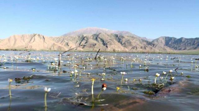 جانِ تالاب‌های خوزستان به لب رسید