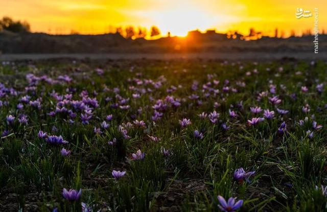 بزرگترین مزرعه زعفران در عربستان سعودی