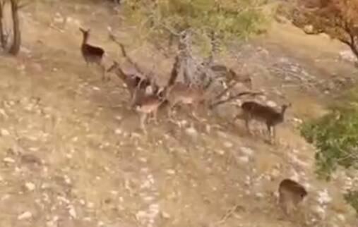 فیلم/ خودنمایی گوزن‌های زرد ایلام در قلب کوه‌های زاگرس