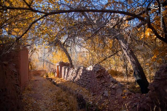 عکس/ پاییز بی‌عابر ابیانه