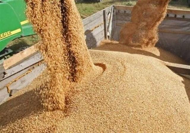 قیمت خرید تضمینی جو و ذرت ۲۳ هزار تومان تعیین شد