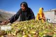 پای بلوط به جشنواره غذایی چهارمحال و بختیاری باز شد