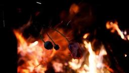 آزادسازی کشت خشخاش صحت دارد؟