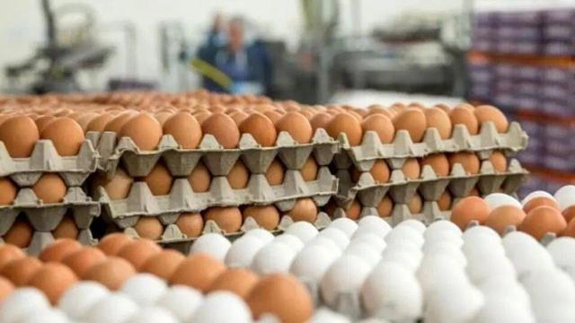 قیمت عجیب‌تخم مرغ؛ چرا تخم‌مرغ گران شد؟